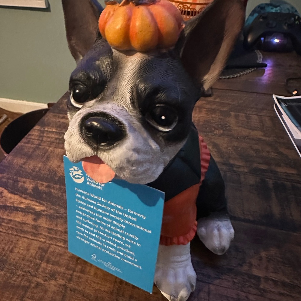 Adorable French Bulldog